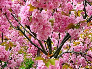 Spring blossom sakura pink flowers 