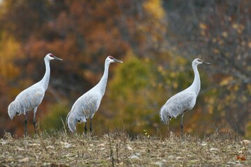 Eastern sandhill crane parents with a colt with early fall background.