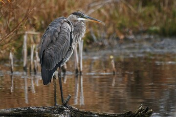 Great blue heron at lake in winter.