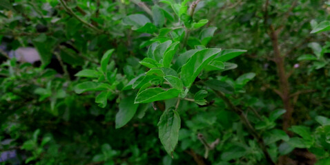 Tulsi Leaf (Ocimum sanctum), Basil leaf is very Helpful for Human Life