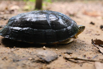 Freshwater Turtles