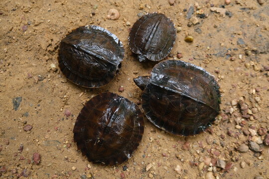 Freshwater Turtles