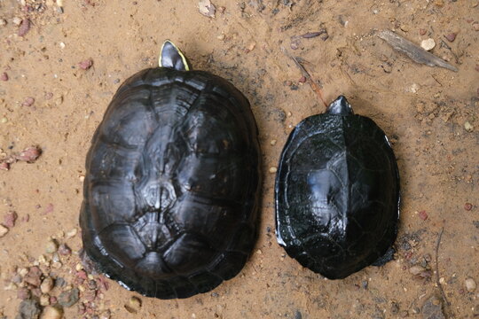 Freshwater Turtles