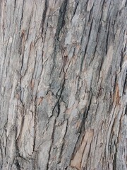 Close up of trunk