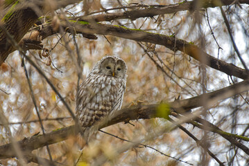 Ural owl (Strix uralensis) sits on a tree branch.