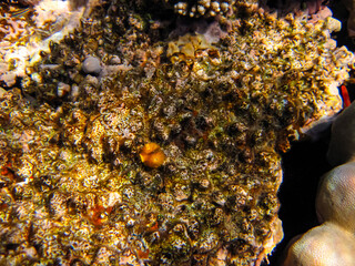 Spirobranchus giganteus in a coral reef of the Red Sea
