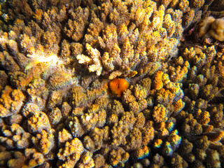 Spirobranchus giganteus in a coral reef of the Red Sea