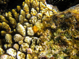 Spirobranchus giganteus in a coral reef of the Red Sea
