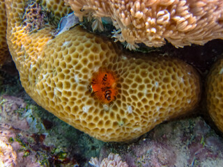 Spirobranchus giganteus in a coral reef of the Red Sea