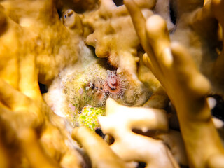 Spirobranchus giganteus in a coral reef of the Red Sea