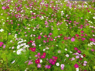 色とりどりのコスモスの花