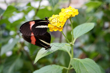 Two Black Butterflies with Yellow and Pink Stripes Sitting on a Yellow Flower with other Tropical Plants in the Background