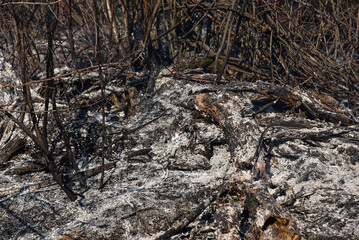 ashes of grass and wood after a forest fire.