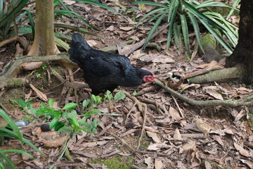 Black Wild Chicken