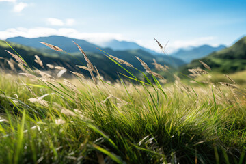 Meadow with grass in the mountains at sunset. Nature background