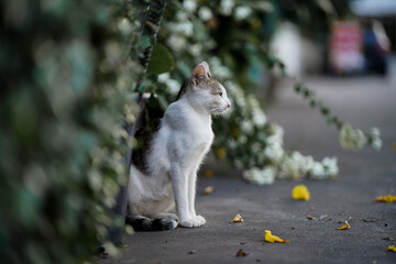 A white cat was staring intently at something.