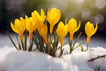 Poster Beautiful yellow crocus spring flowers blooming between snow during late winter or early spring © Firn