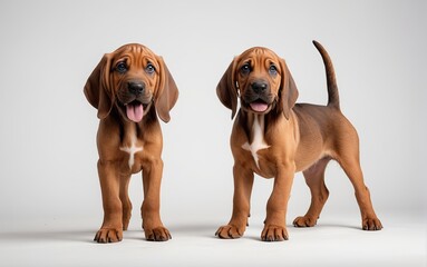 Cachorros de raza Bloodhound, de pie, sobre fondo blanco - obrazy, fototapety, plakaty