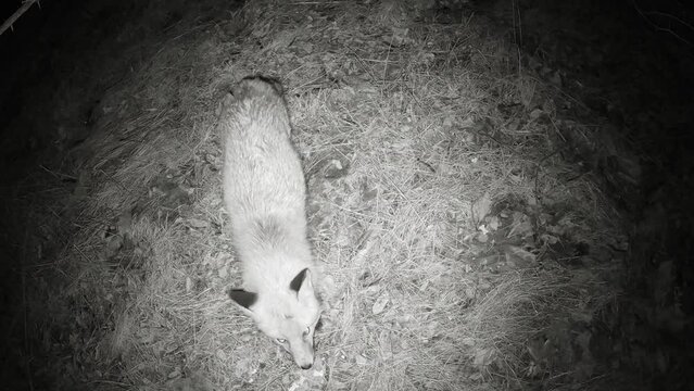 Ein Rotfuchs in der Nacht auf Nahrungssuche