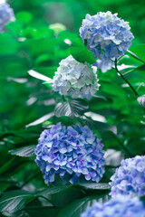 青いアジサイ