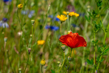 Bunte Blumenwiese im Sommer