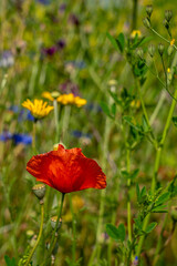 Mohnblume auf einer bunten Sommerwiese