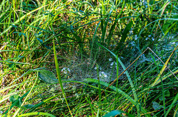 grass with dew drops and spiderweb 