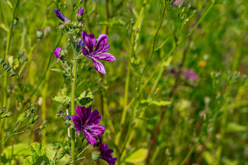 Violette Malvenblüten auf einer Wiese