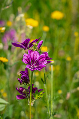 Lila und gelb blüht es auf der Sommerwiese