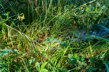 spiderweb, grass, nature, green, water, field, wild, summer, plant, forest, wildlife, macro, closeup, spring