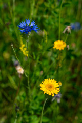 Es blüht blau und gelb auf einer Blumenwiese