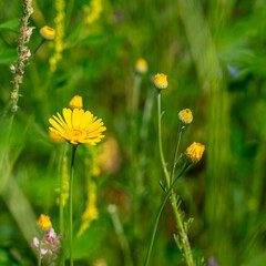 Blumen im Sonnenlicht