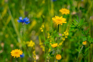 Gelb und Blau auf einer Sommerwiese