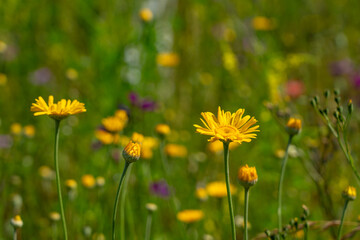 Detailaufnahme einer Blumenwiese