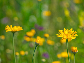 Detailaufnahme einer Sommerwiese