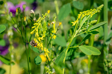 Honigbiene beim Sammeln