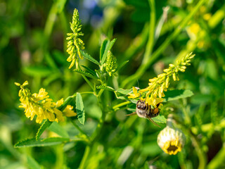 Obraz premium Wir lieben Bienen