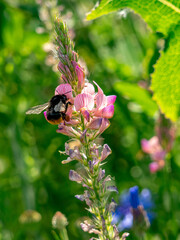 Eine Hummel auf einer rosa Esparsette-Blüte