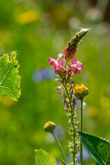 Eine rosa Esparsette-Blüte im sommerlichen Blumenfeld