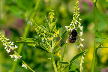 Hummel beim Bl&uuml;tenstaub sammeln