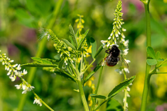 Hummel beim Bl&uuml;tenstaub sammeln