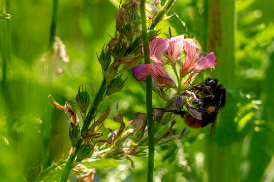 Eine Hummel beim Blütenstaub sammeln in einer Wildblume