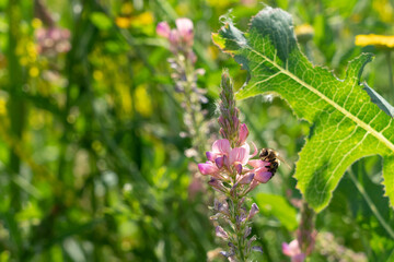 Esparsette-Blüte mit Biene