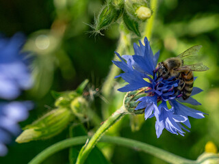 Honigbiene beim Sammeln von Blütenstaub in einer Kornblume