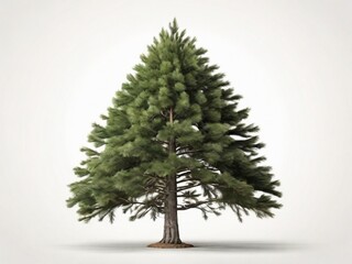 pine tree isolated on white background 