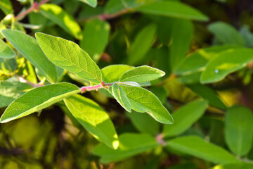 Fresh honeysuckle leaves at sunset.