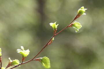 Branch of European Hornbeam (European Hornbeam / Carpinus betulus) with fresh foliage in spring, white background.