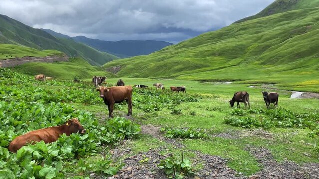 Cattle grazing on lush green meadows with rolling hills and overcast skies in the background, depicting a serene pastoral scene, Georgia
