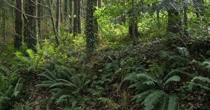 A forest scene, dense with trees and undergrowth, appears untamed. Castlefreke the perfect destination for walking in West Cork. pano