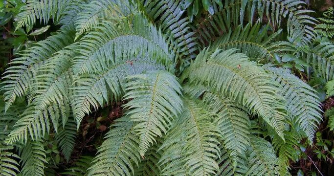 A close-up view of vibrant green fern leaves. pano